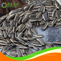 Delicious Sunflower Seeds 361